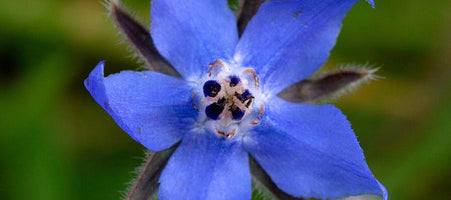 Everything You Need to Know About Starflower Oil and How to Use It